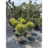 Купрессоципарис Лейланда «Голд Райдер» (Cupressocyparis leylandii 'Gold Rider')  чупа чупс 70-80 см